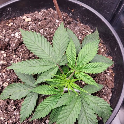 Doc Holiday growlog timeline photo
