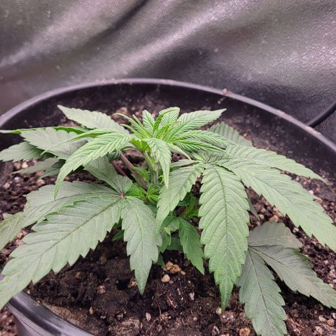 Doc Holiday growlog timeline photo
