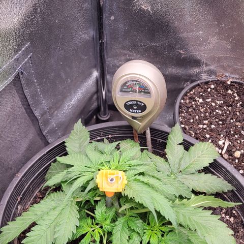 Doc Holiday growlog timeline photo