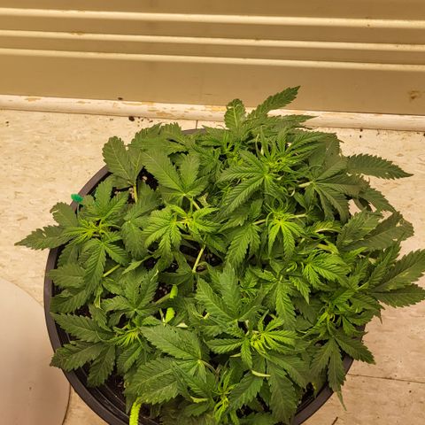 Doc Holiday growlog timeline photo