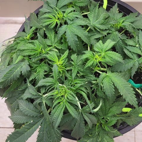 Doc Holiday growlog timeline photo