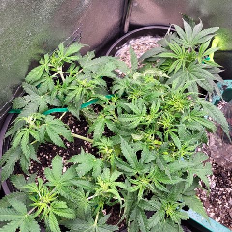 Doc Holiday growlog timeline photo