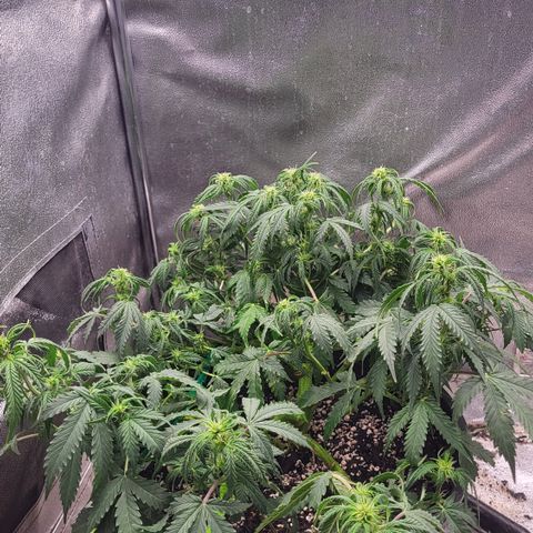 Doc Holiday growlog timeline photo