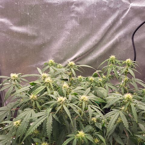 Doc Holiday growlog timeline photo