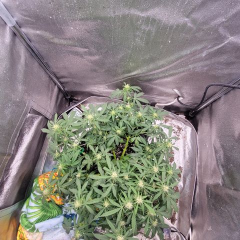 Doc Holiday growlog timeline photo