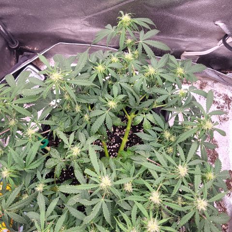 Doc Holiday growlog timeline photo