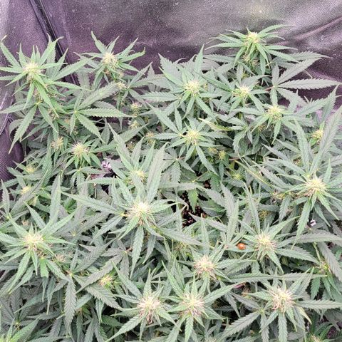 Doc Holiday growlog timeline photo