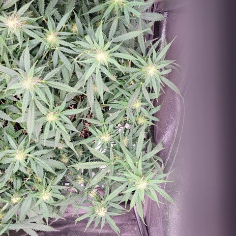 Doc Holiday growlog timeline photo