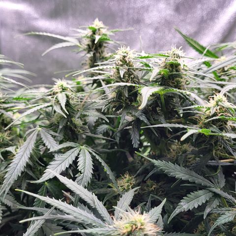 Doc Holiday growlog timeline photo