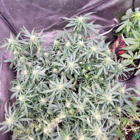 Doc Holiday growlog timeline photo