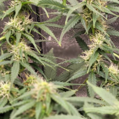Doc Holiday growlog timeline photo