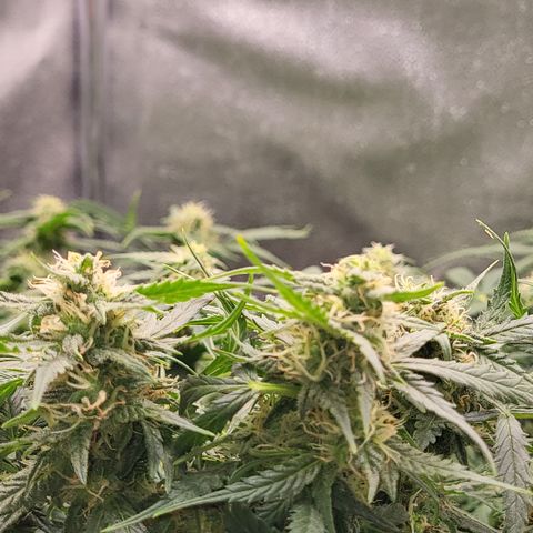 Doc Holiday growlog timeline photo