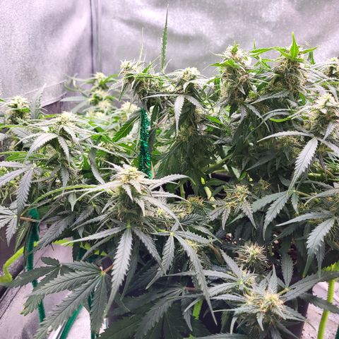Doc Holiday growlog timeline photo