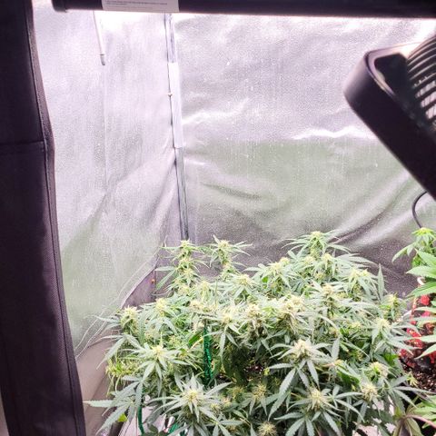 Doc Holiday growlog timeline photo
