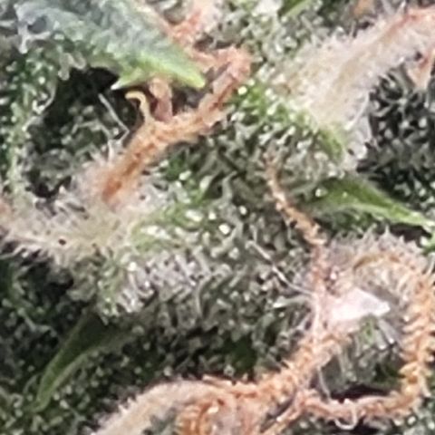 Doc Holiday growlog timeline photo