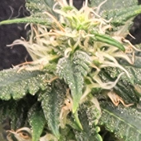 Doc Holiday growlog timeline photo