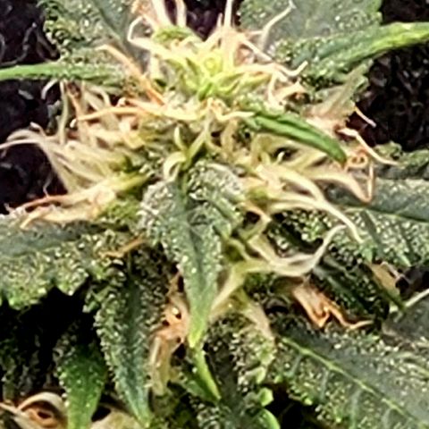 Doc Holiday growlog timeline photo