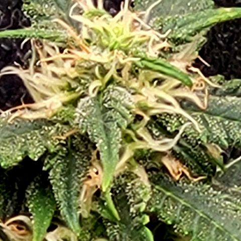 Doc Holiday growlog timeline photo