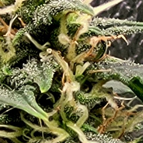 Doc Holiday growlog timeline photo