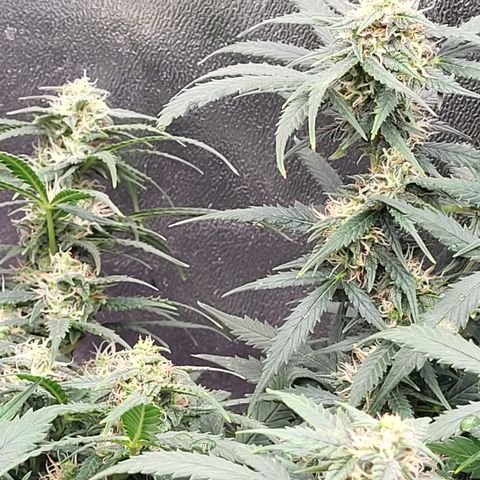 Doc Holiday growlog timeline photo