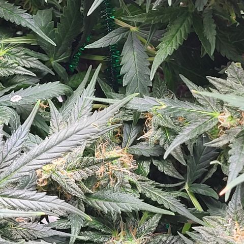 Doc Holiday growlog timeline photo