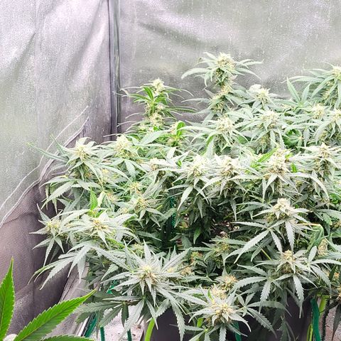 Doc Holiday growlog timeline photo