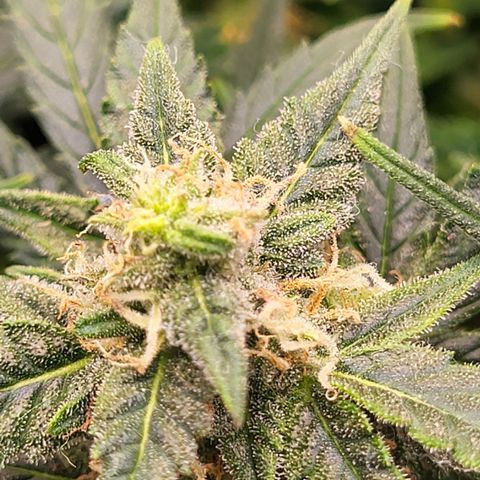 Doc Holiday growlog timeline photo
