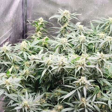 Doc Holiday growlog timeline photo
