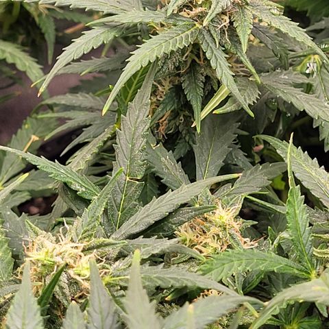 Doc Holiday growlog timeline photo