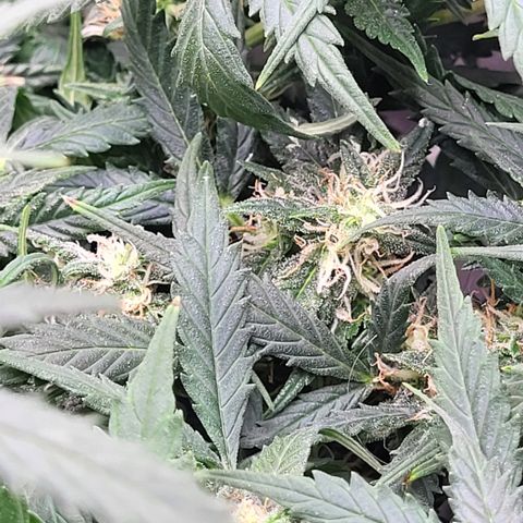 Doc Holiday growlog timeline photo