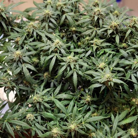 Doc Holiday growlog timeline photo