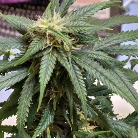 Doc Holiday growlog timeline photo