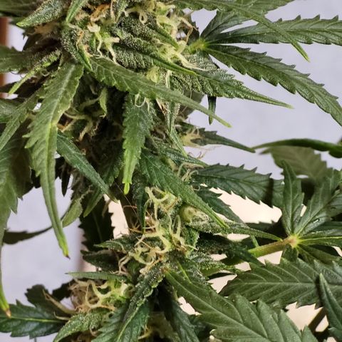 Doc Holiday growlog timeline photo