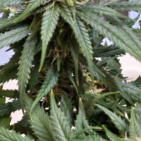 Doc Holiday growlog timeline photo