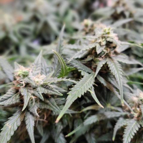 Doc Holiday growlog timeline photo