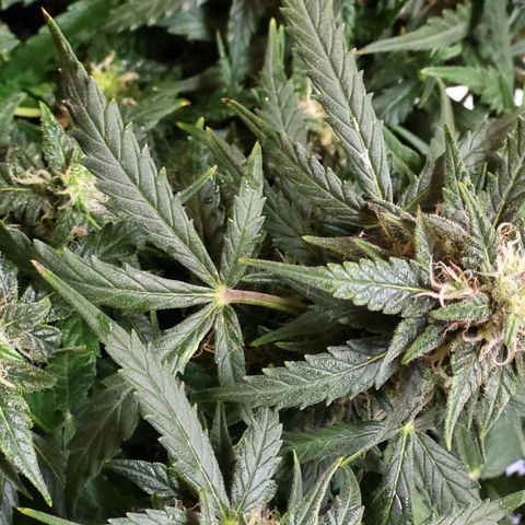 Doc Holiday growlog timeline photo