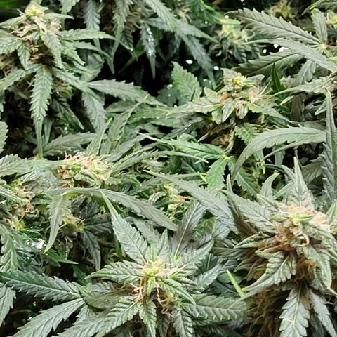 Doc Holiday growlog timeline photo