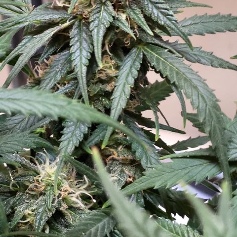 Doc Holiday growlog timeline photo