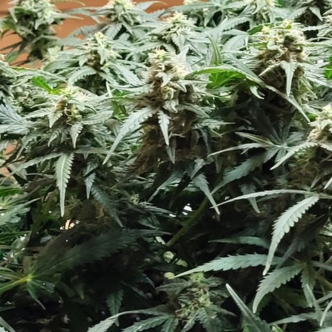 Doc Holiday growlog timeline photo