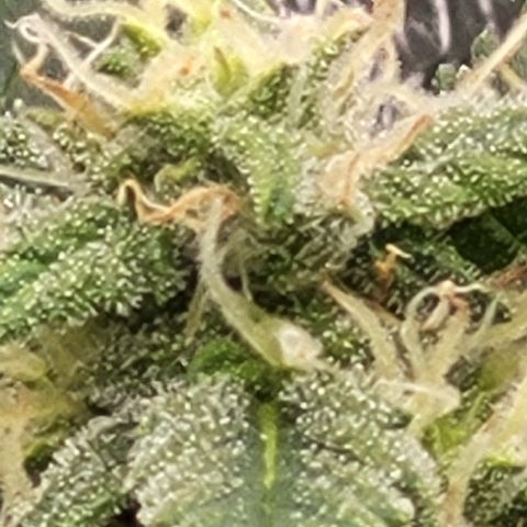 Doc Holiday growlog timeline photo