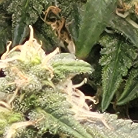 Doc Holiday growlog timeline photo
