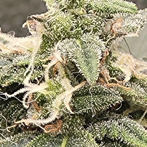 Doc Holiday growlog timeline photo