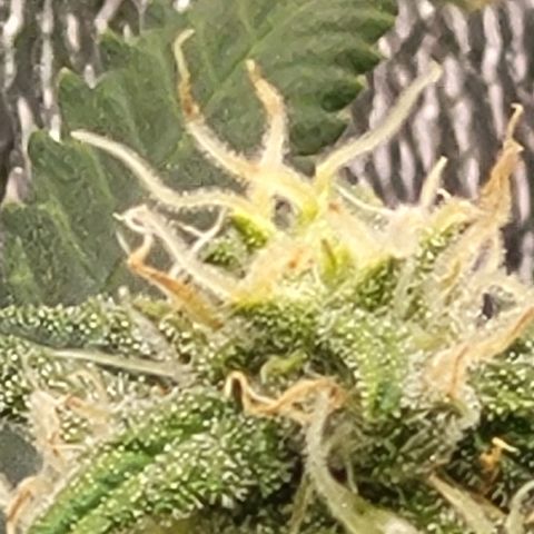 Doc Holiday growlog timeline photo