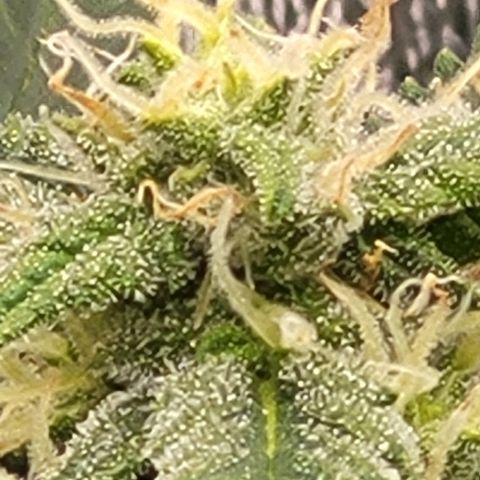 Doc Holiday growlog timeline photo
