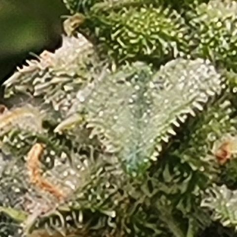 Doc Holiday growlog timeline photo