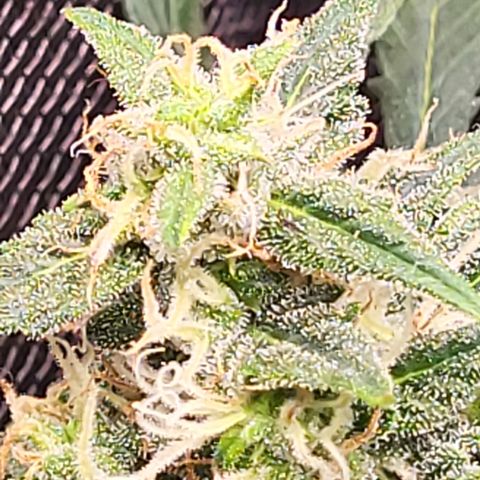 Doc Holiday growlog timeline photo