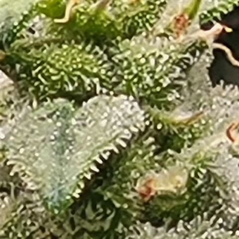 Doc Holiday growlog timeline photo