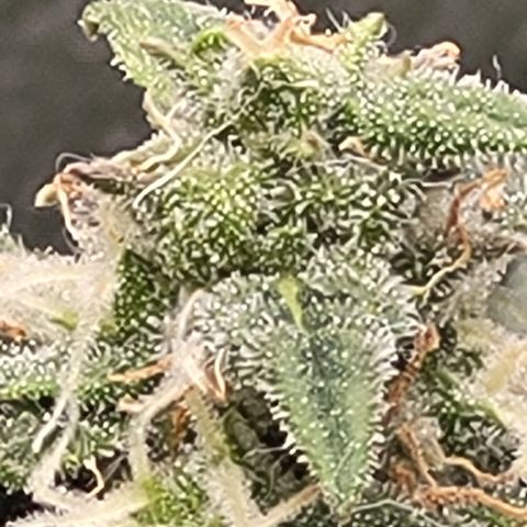 Doc Holiday growlog timeline photo