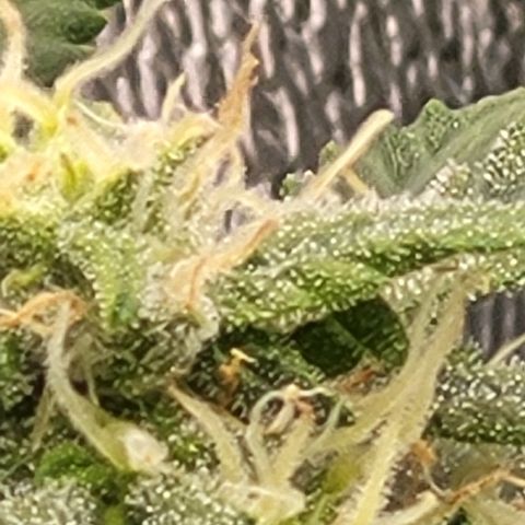 Doc Holiday growlog timeline photo