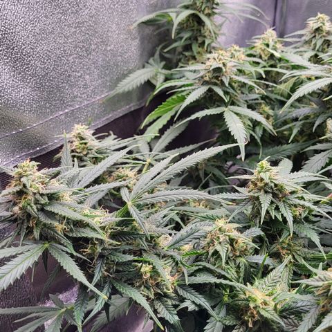 Doc Holiday growlog timeline photo